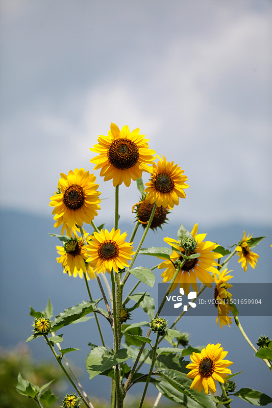 月季 花 户外 植物 自然 玫瑰 粉色 自然美 特写 花瓣 夏天 红色 花坛 季节 生长 清新 无人图片素材