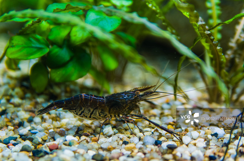 水草中的河虾图片素材