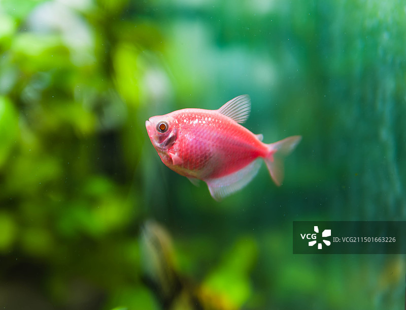 彩裙鱼特写图片素材