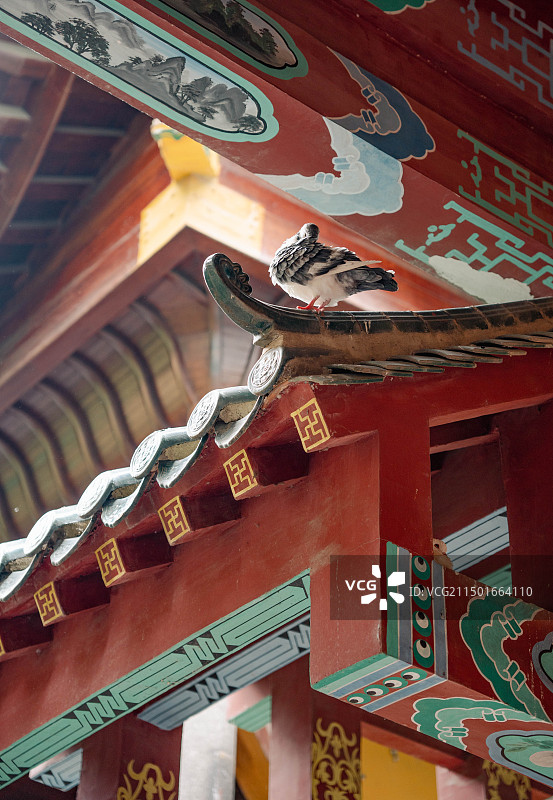 长沙开福寺建筑上的鸽子图片素材