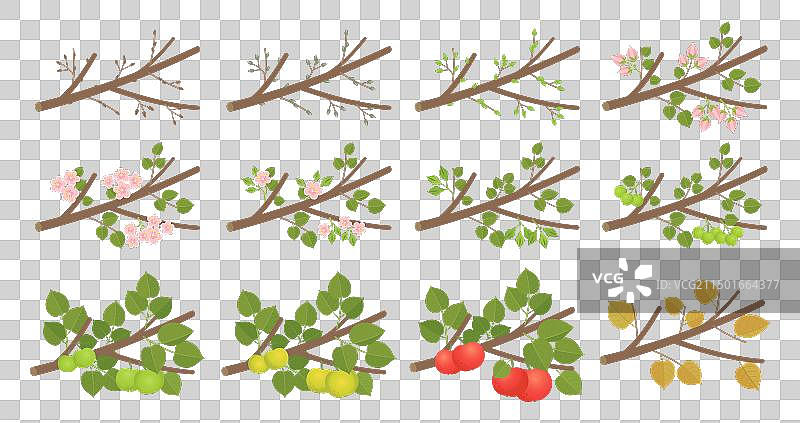 植物苹果物候期发育阶段图片素材