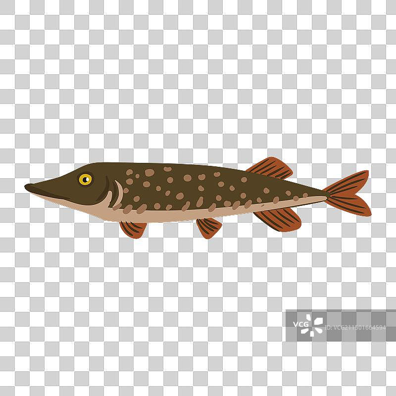 北方狗鱼绘画图片素材