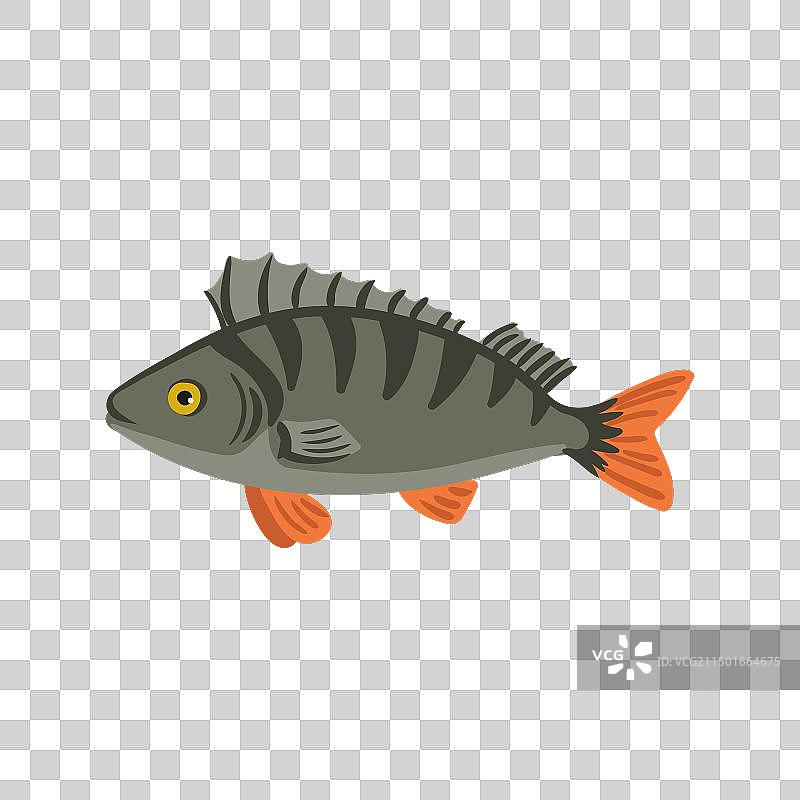 绘画：欧洲鲈鱼图片素材