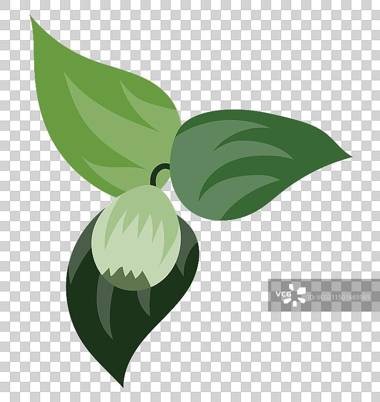 扁平风格的绿无花果树枝与大叶子图片素材