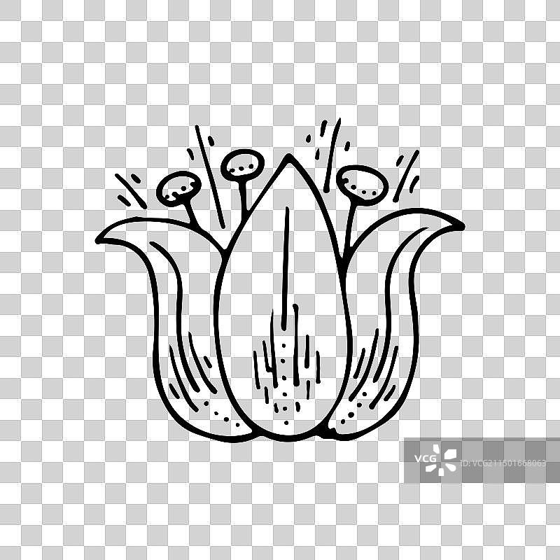 莲花线条艺术：神圣的莲花图片素材