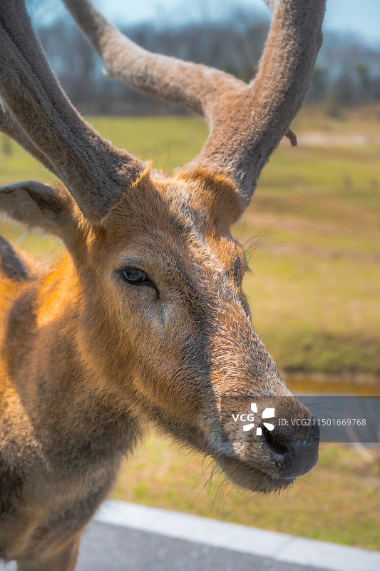 麋鹿图片素材