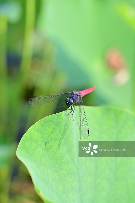 夏天荷叶上的红蜻蜓图片素材