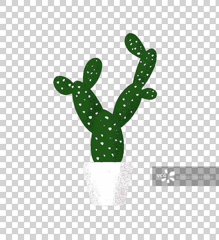 花盆中生长的仙人掌兔子耳朵图片素材