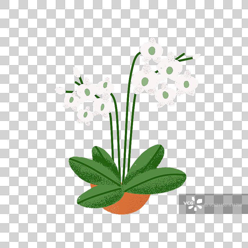 花盆中生长的优雅兰花图片素材