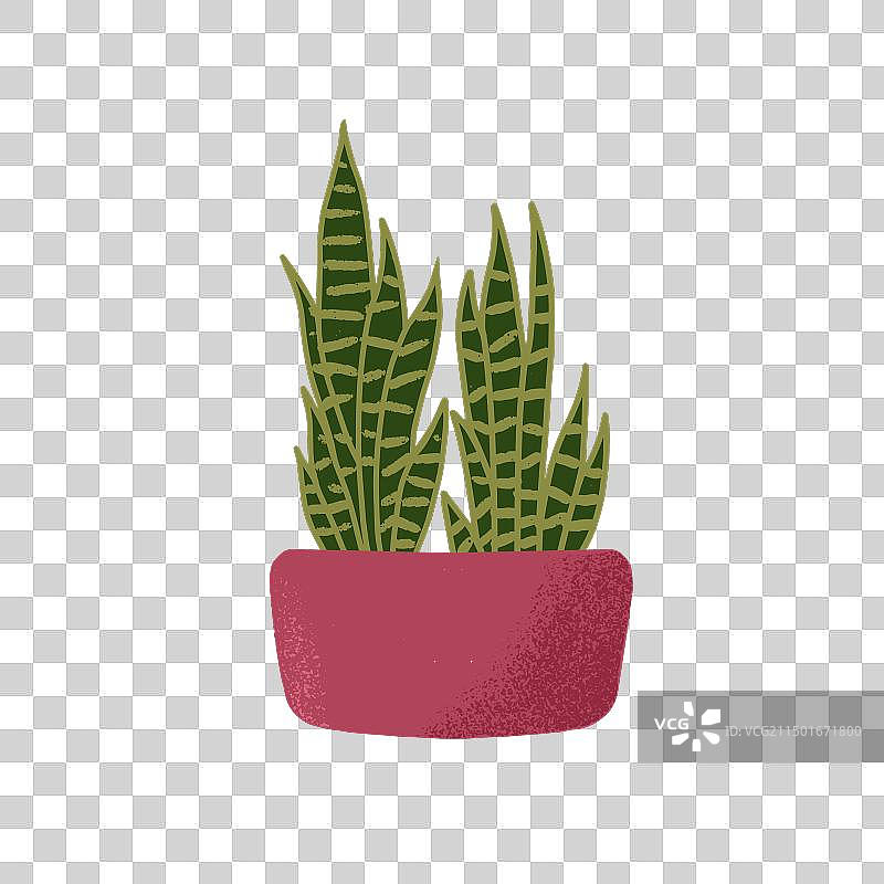 盆栽虎尾兰图片素材