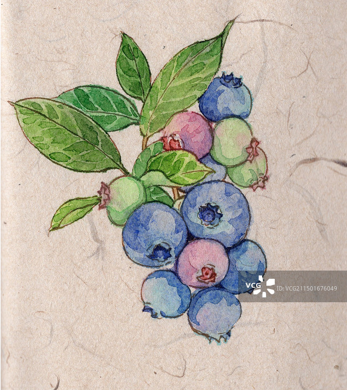 手绘水彩蓝莓插画图片素材