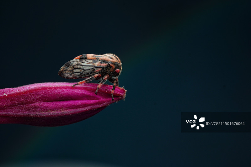 红角蝉图片素材