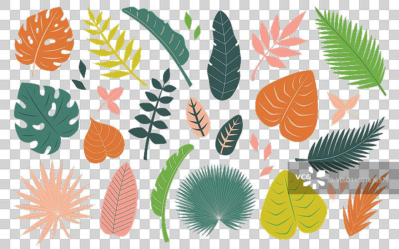 抽象热带树叶元素图片素材