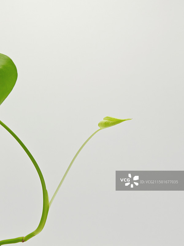 龟背竹的嫩叶，一叶子，禅意，一片树叶，卷叶，未展开的叶子图片素材