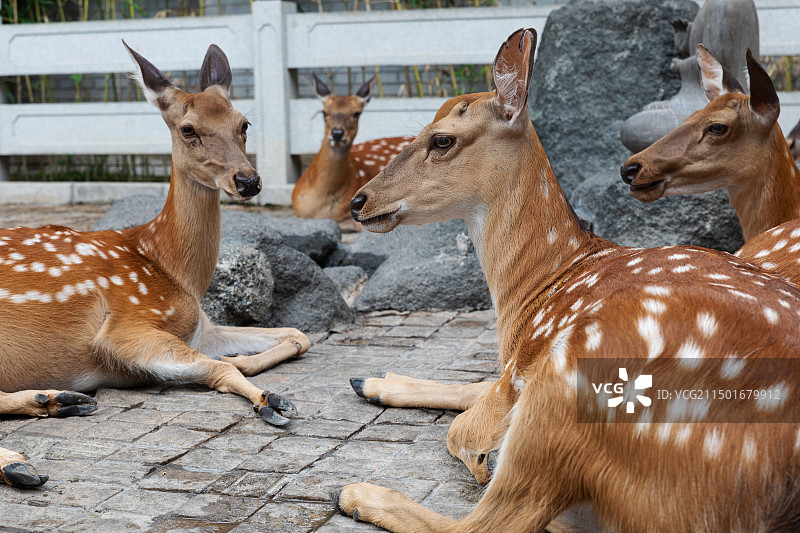 北京野生动物园里的梅花鹿图片素材