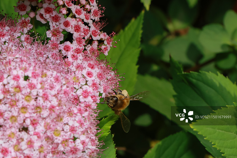 蜜蜂与花图片素材
