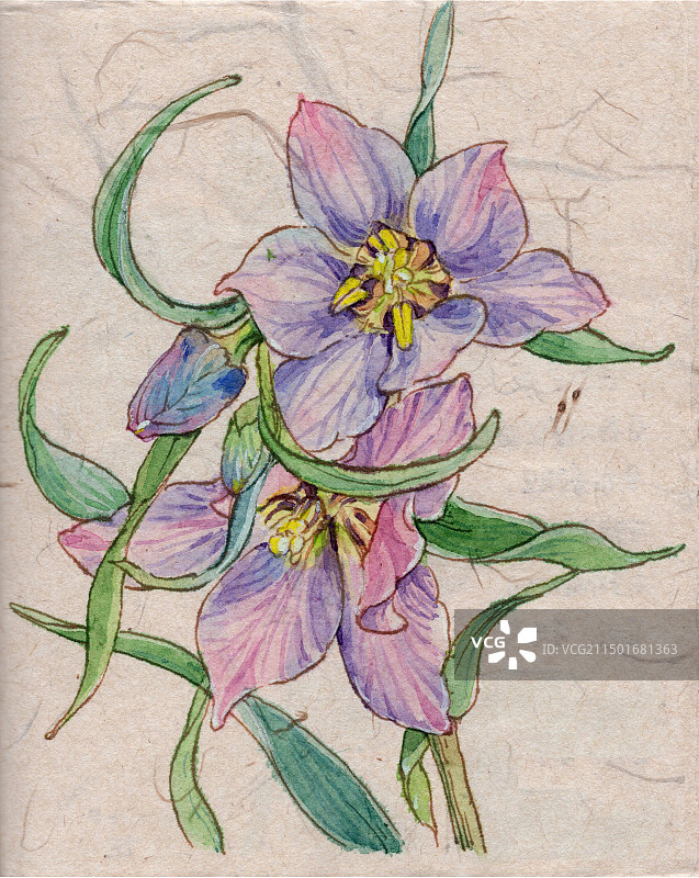 手绘水彩贝母花插画图片素材