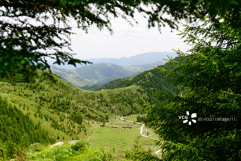 五台山东台沿途景观，高山草甸，蓝天，白云，松树图片素材