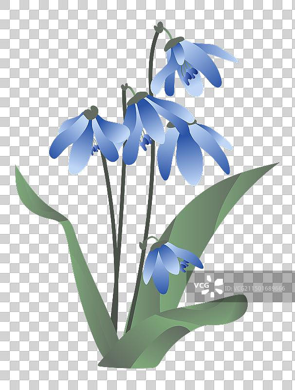 扁平风格的蓝色风铃草或海葱图片素材