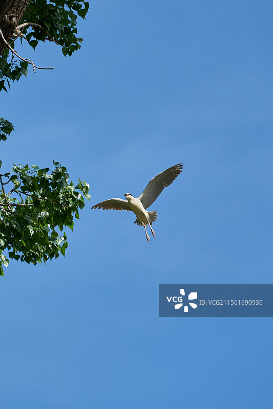 北京动物园夜鹭图片素材