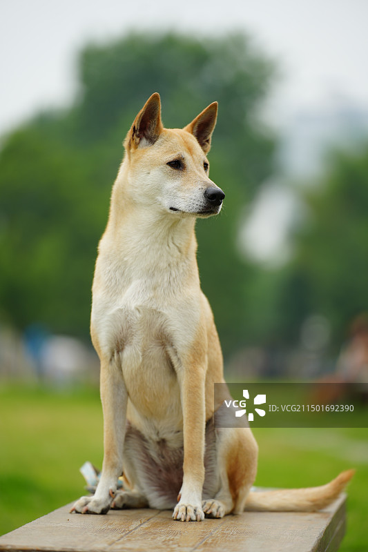 中华田园犬图片素材