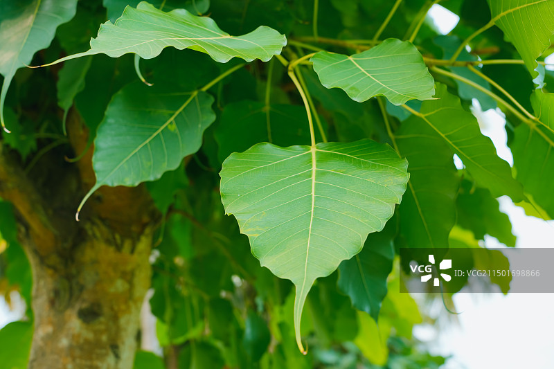 观赏 绿化树种：菩提树图片素材