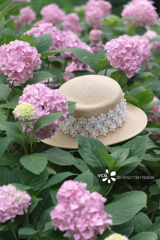 上海共青森林公园绣球花图片素材