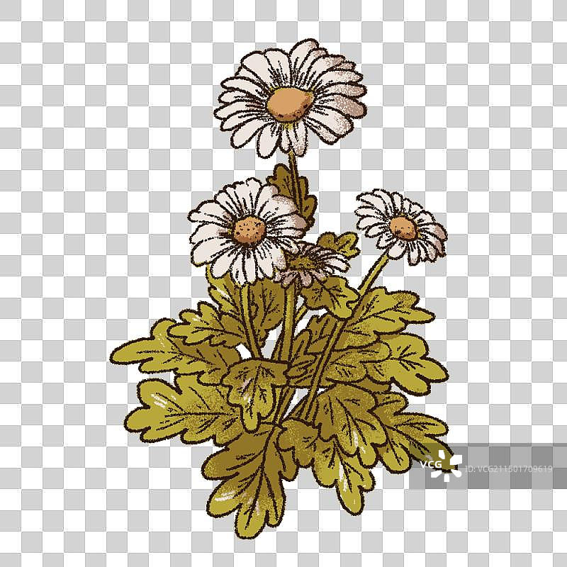 小雏菊菊花植物花卉野花插画插图图片素材