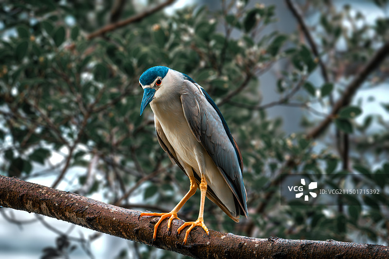夜晚的侠客-夜鹭图片素材