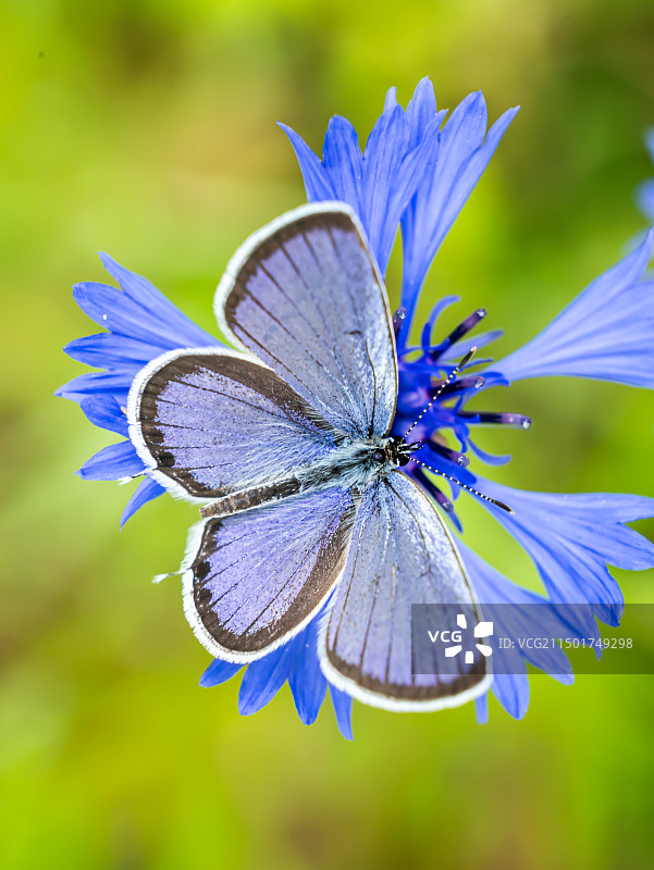 蝶恋花图片素材