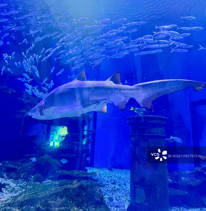 武汉市海昌极地海洋世界景区图片素材