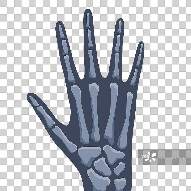 人体骨骼矫形与骨骼图标图片素材