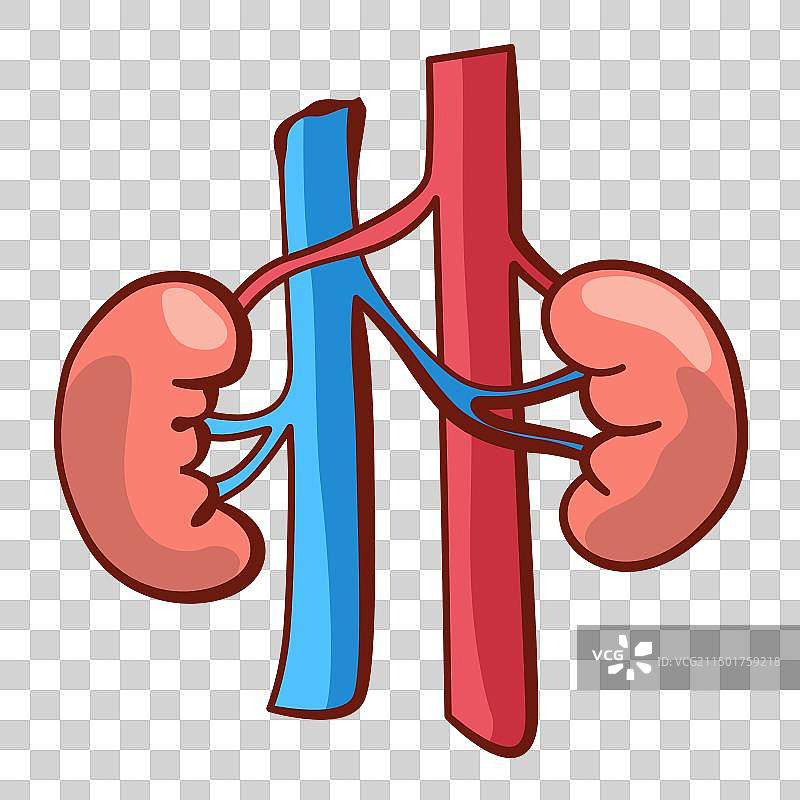 人体内部器官-肾脏信息海报图片素材