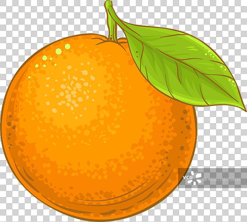 橘子水果彩色细节图片素材