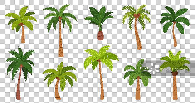 卡通热带棕榈树图片素材