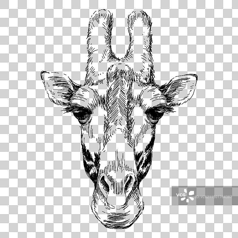 黑白长颈鹿头部素描图片素材