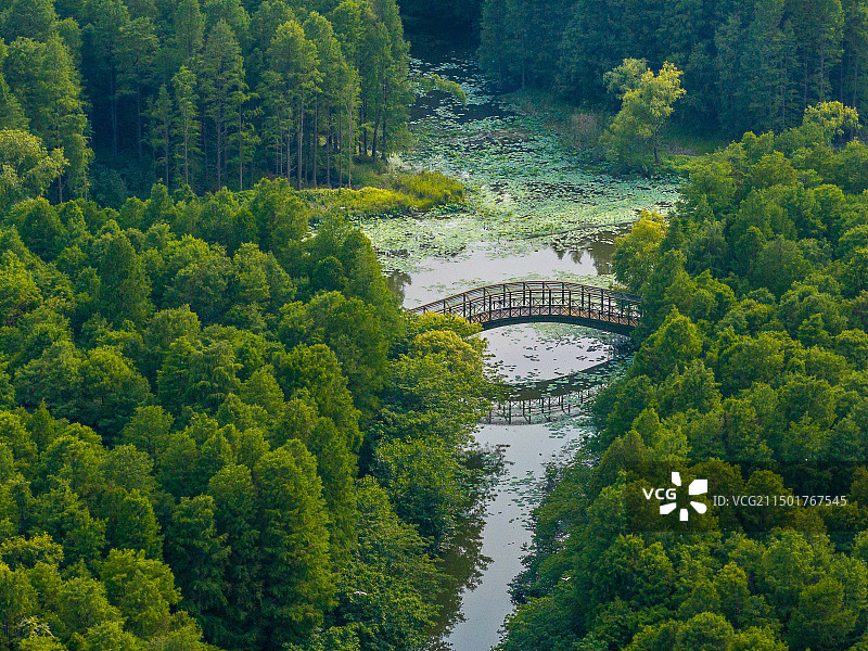 航拍初夏高邮清水潭旅游度假区池杉林及湿地风光图片素材
