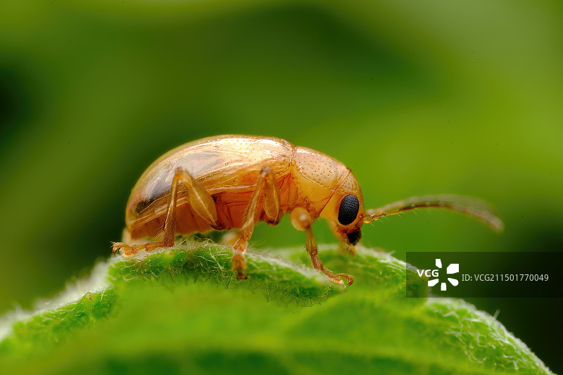 铁豆虫图片素材