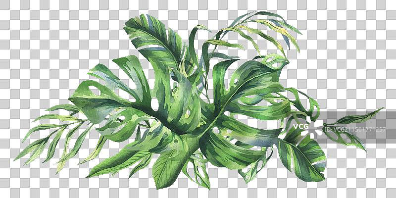 热带椰子香蕉棕榈树叶图片素材