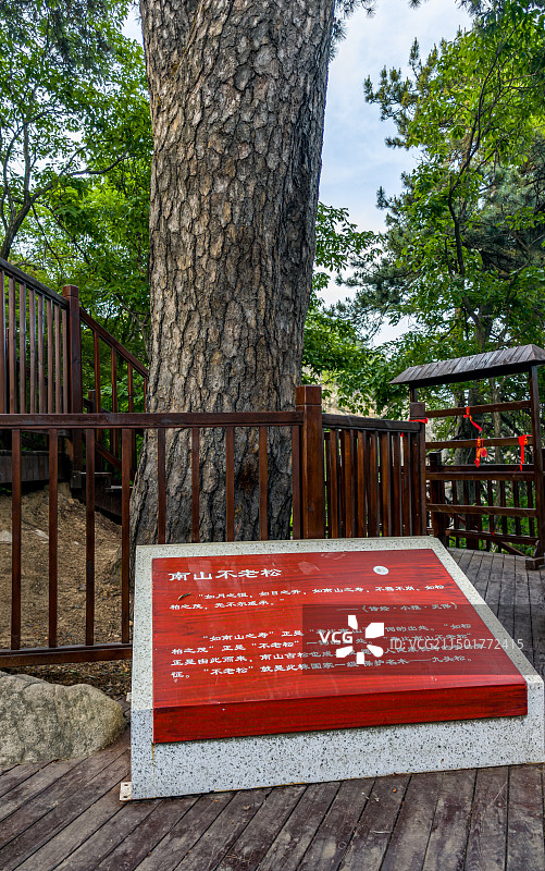 陕西西安秦岭终南山南山不老松景点特写镜头图片素材