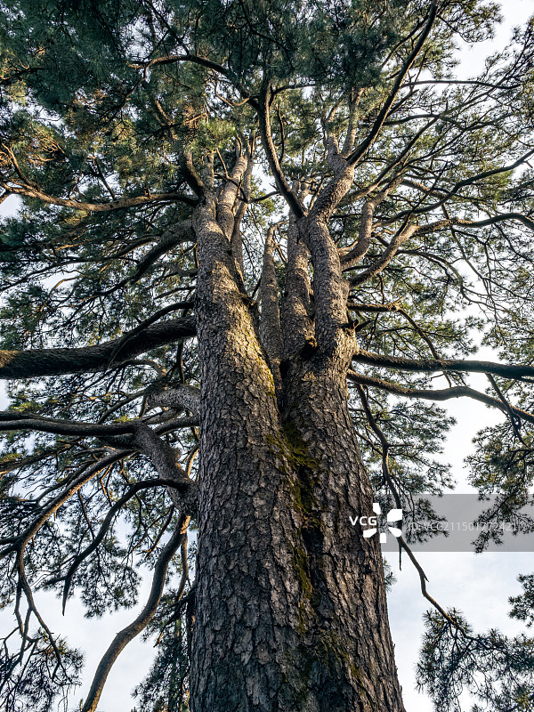 陕西西安秦岭终南山南山不老松景点特写镜头图片素材