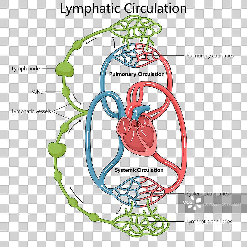 人体淋巴系统医学图图片素材