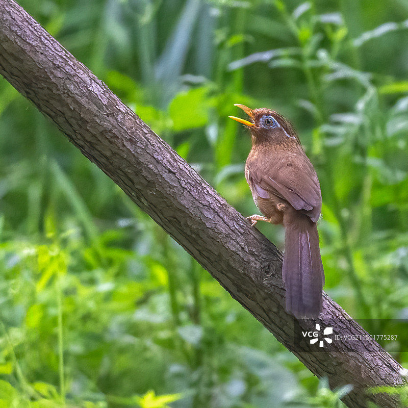 清晨歌唱·画眉鸟图片素材