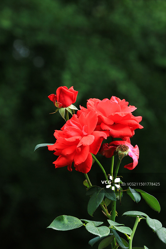 夏日盛开的玫瑰花图片素材