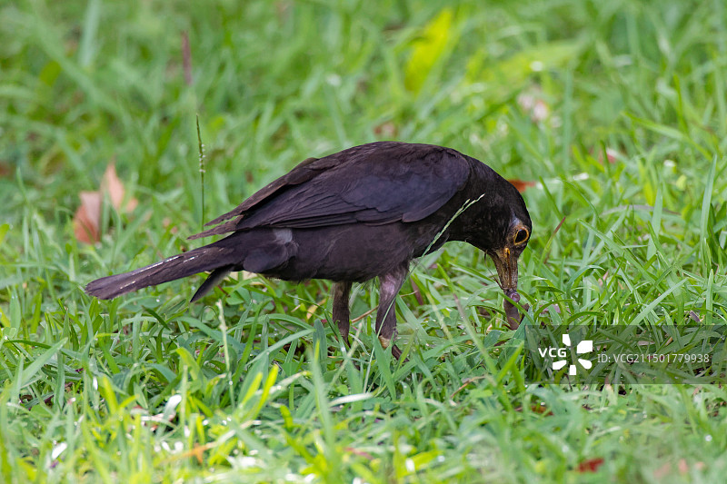 乌鸫抓蚯蚓图片素材