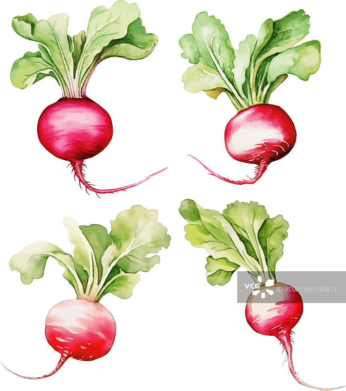 水彩萝卜素材图片素材