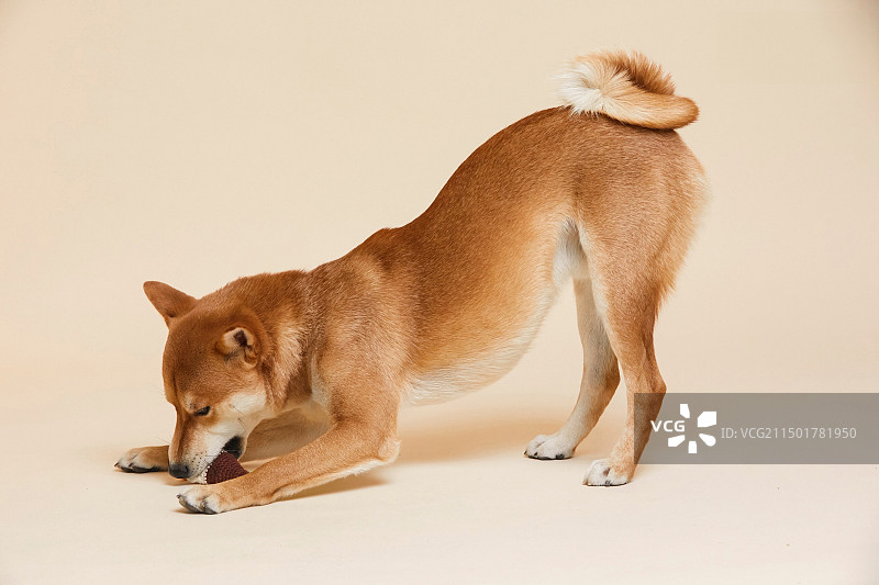 干净背景的狗图片素材