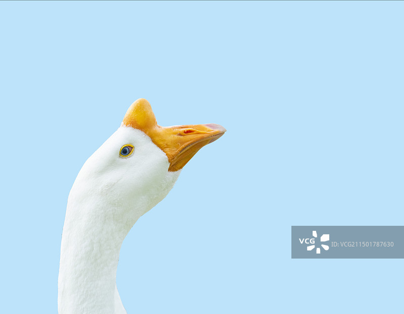 大白鹅，丘陵鹅，天鹅，动物头，特写，极简构图，白色背景图片素材