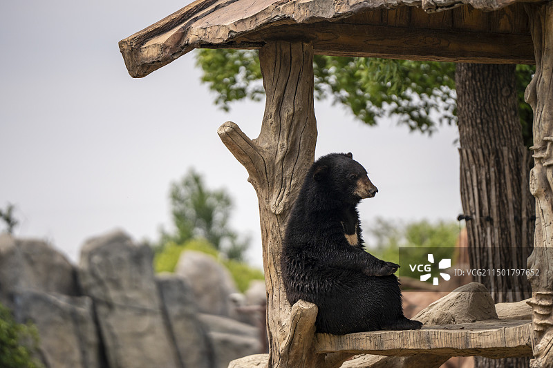 南通森林野生动物园图片素材