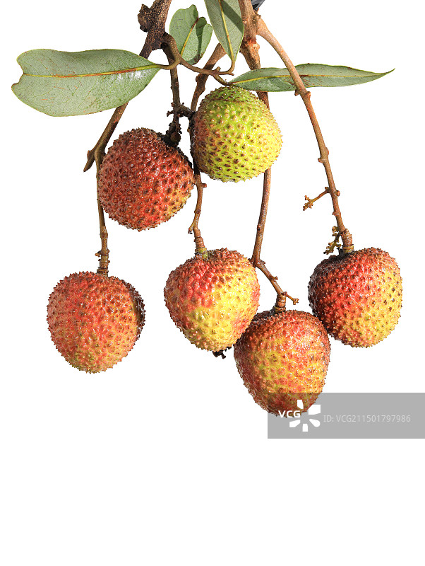 夏天热带水果荔枝的白底图图片素材